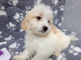 Maltipoo puppy. Boy ready to go