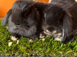 Mini lop pure. Bred
