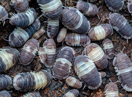 Panda King Isopods (Cubaris sp.)