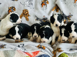 Beautiful pups born 15th May