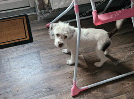 Jack Russell x Yorkshire terrier