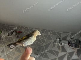 Grey plate goldfinch tame