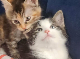 Lovely kittens looking for forever homes