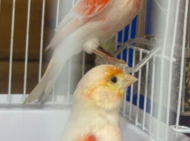 Red mosaic breeding pair of canaries