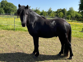11 hh 5 year old reg Dartmoor Hill pony