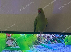 Female Indian ring neck