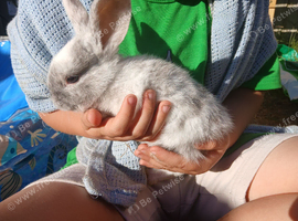 5 Plush lop x mix breed