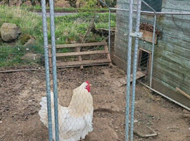 Cockerel