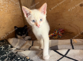 Beautiful kittens ready now