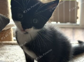 Cute kittens