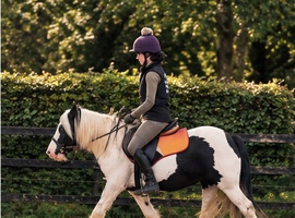 Bumble - traditional cob gelding