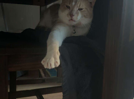 Le-Roy is looking for a new home!!