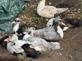 Muscovy ducks
