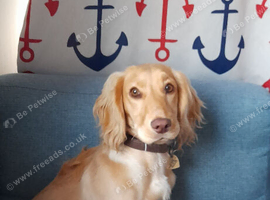 Golden and white 2.7yr female cocker spaniel