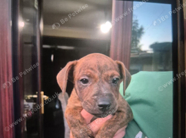 Patterdale terrier pups for sale 3 male 1 female available