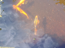 Various koi carp