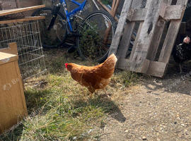 16-18 pullets