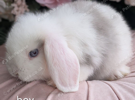Mini lops ready
