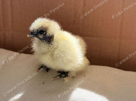 Showgirl Naked Neck Silkie Chick