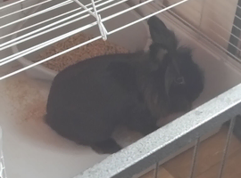 2 year old rabbit