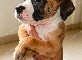 american bulldog puppies
