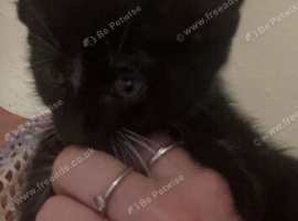 little black kitten