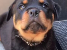 Puppy