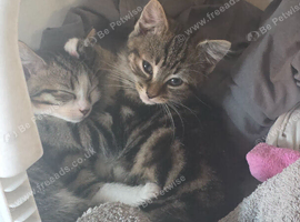 READY TO GO!! 9 week Tabby Girls
