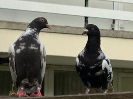 Pigeons for Sale available Now