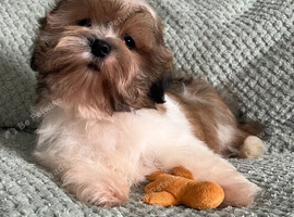 Shih tzu
