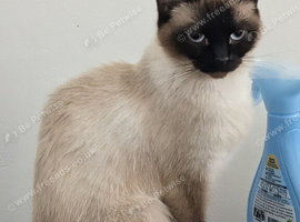 Chocolate colourpoint ragdoll female