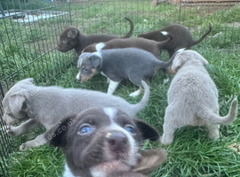 Border Collie x Australian Kelpie pups
