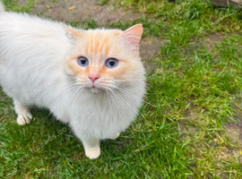 Flame point GCCF male ragdoll