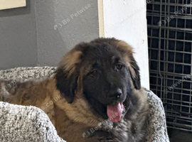 Caucasian shepherd