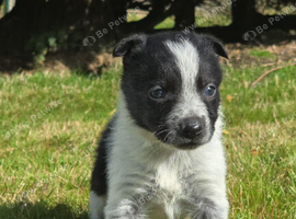 2 Boy Border Collie Pups left ready 10th October