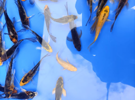 4-6" butterfly koi PLEASE SEE PRICING