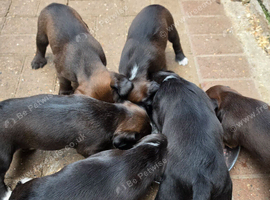 Cocky Boxer puppies