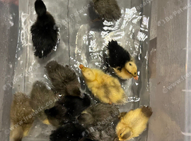 Cayuga Ducklings