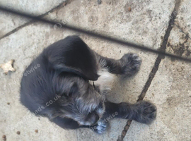 Puppy