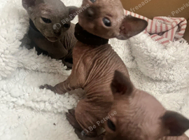 Sphynx baby&rsquo;s