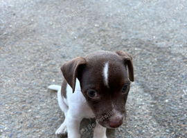 Jack Russell x patterdale