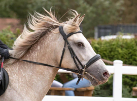 14.2 All Rounder Pony for Sale