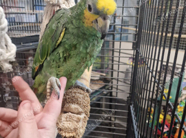 HandTame Talking Baby Amazon Parrots