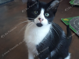 Black and white male kitten.