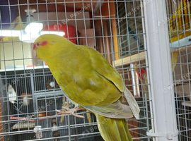 Kakarikis for sale