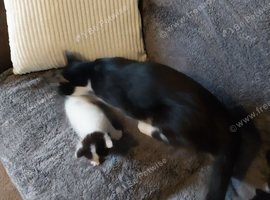 Two Cats  fore sell