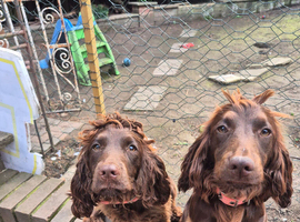 Cocker spaniel sisters