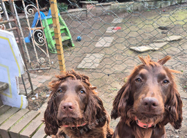 Cocker spaniel sisters