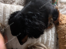 Long hair black and tan male