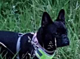 8 year old French bulldog